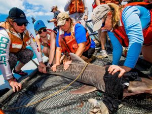 Researchers hold down live shark on research vessel.